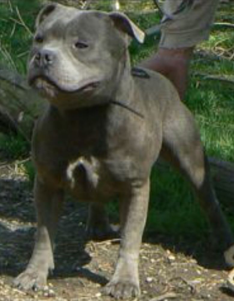 CHARMONICS KENTUCKY BLUE N | Staffordshire Bull Terrier 