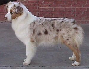 Rainyday's Roses are Red | Australian Shepherd 