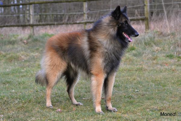 Kwando von der Feldstiege | Belgian Tervuren 