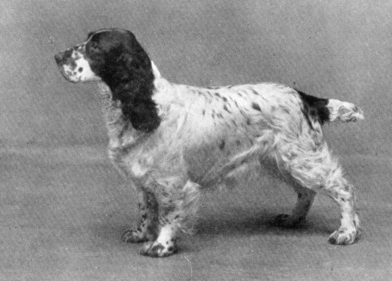 Wribbenhall Whitewash | Field Spaniel 