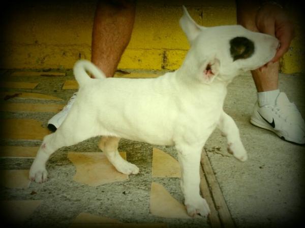 Fomo in lucky | Bull Terrier 