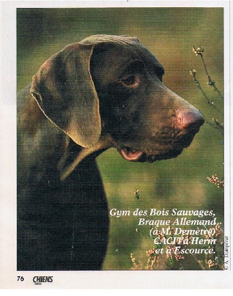 Gym des Bois Sauvages | German Shorthaired Pointer 