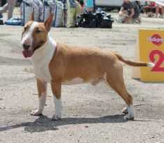 CAEZOBQ DEL CORNIJAL | Miniature Bull Terrier 