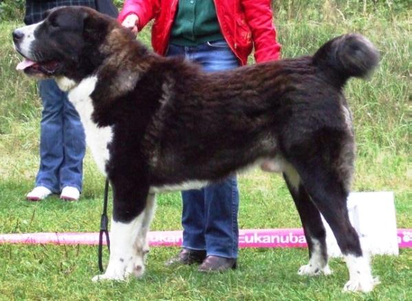 Jaunzembek Olmaz | Central Asian Shepherd Dog 