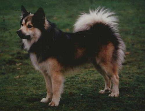 Jaki frá Thytur Stadir | Icelandic Sheepdog 