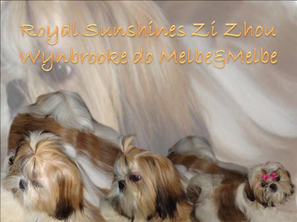 Royal Sunshines Zi Zhou Wynbrooke | Shih Tzu 