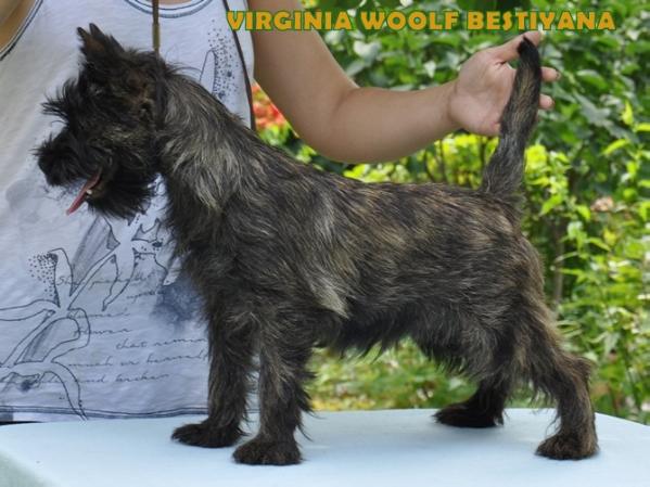 Verginia woolf bestiyana | Cairn Terrier 