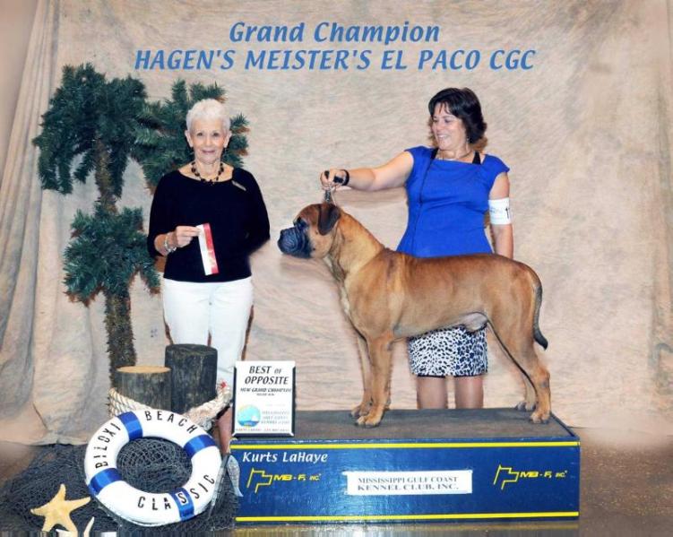 Hagen's meister's ELpaco | Bullmastiff 