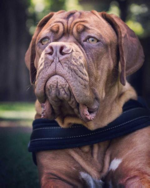 Donato Leloir Bordeaux - Argentina | Dogue de Bordeaux 