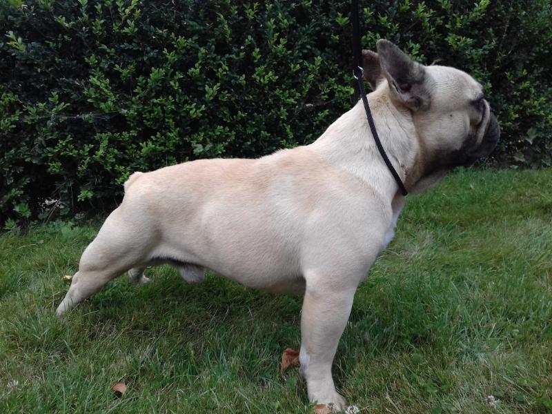 I'Salvator Dali-Chanel des Pommes d'Or des Hesperides | French Bulldog 