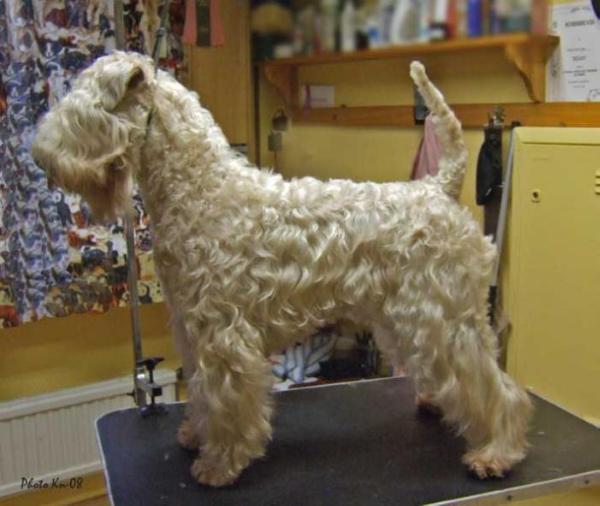 Villa Rosas Paisley | Soft Coated Wheaten Terrier 