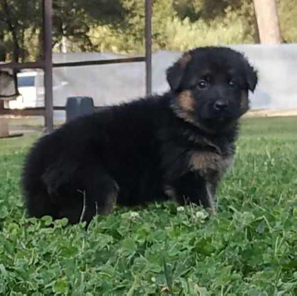 Bronze del jas de la guineu | German Shepherd Dog 