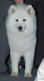 Tayger Iz Moskovskoy Meteli | Samoyed 