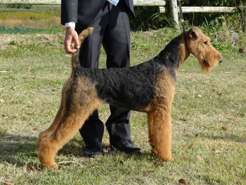 C.K.Terra JP*S RangelCeltic Bellona | Airedale Terrier 