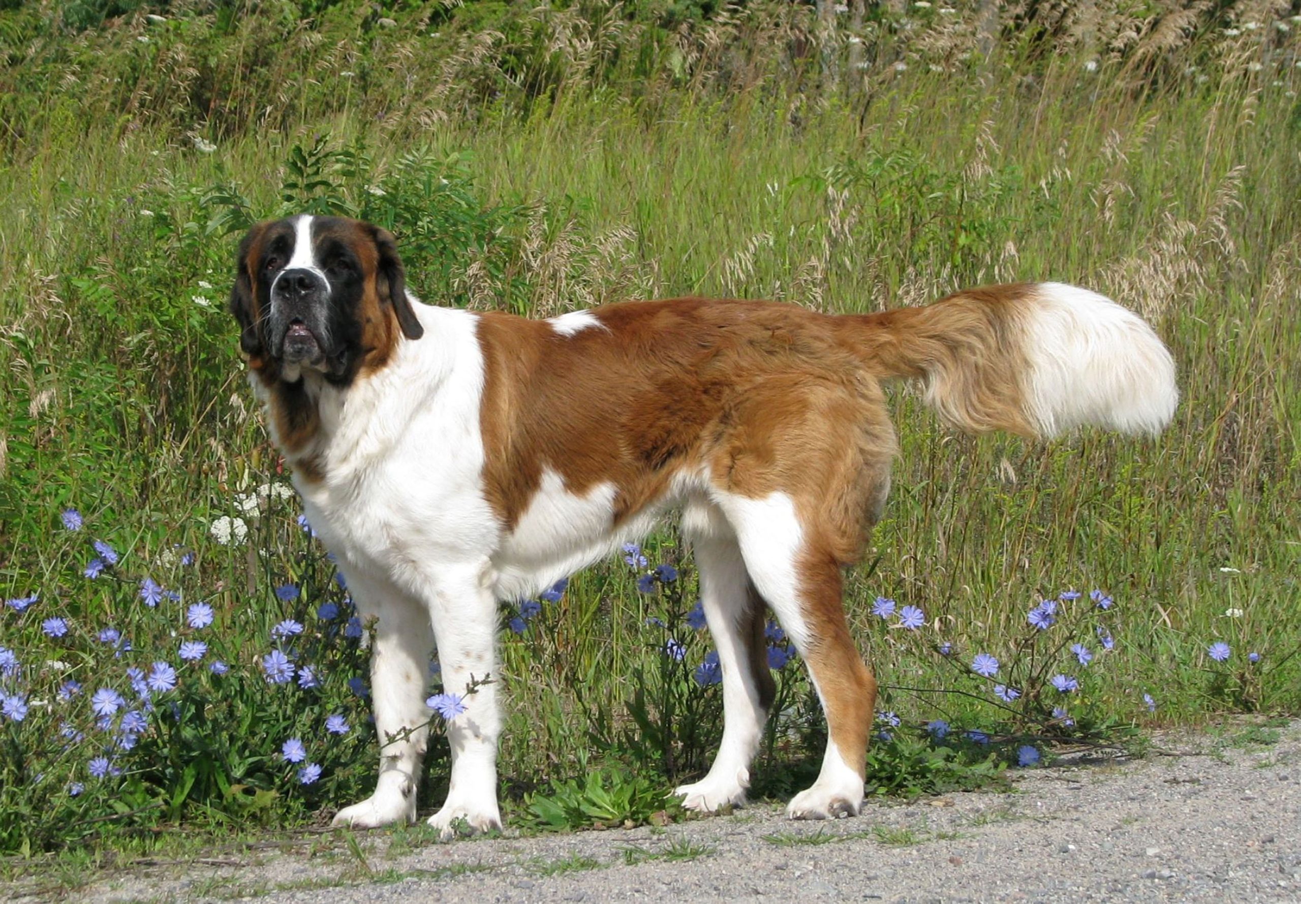 Rafeiro do Alentejo