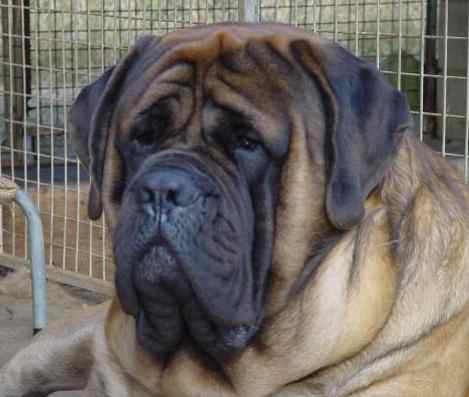 Mastdoch Like a lion | Mastiff 