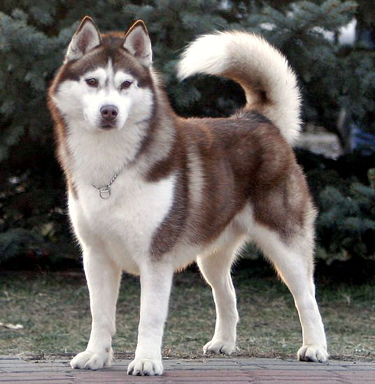 Sasquehanna Ross | Siberian Husky 