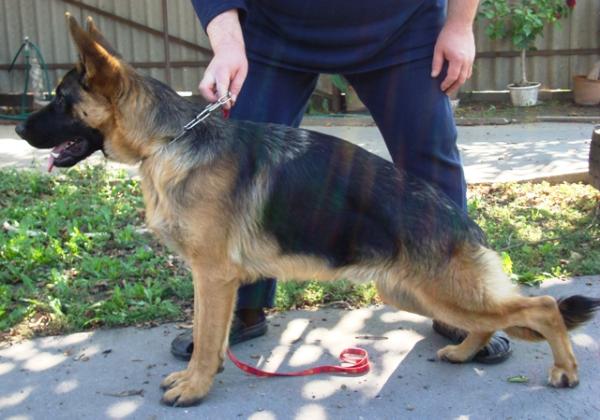 Szeged-Vidéki Baru | German Shepherd Dog 