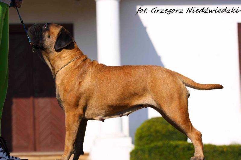 Lyudzhen HONEYBUNCH | Bullmastiff 