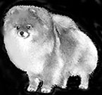 Tiffany's Star of India | Pomeranian 