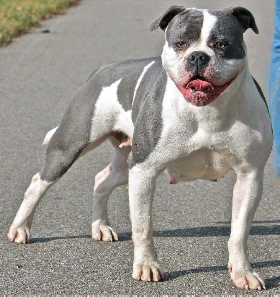 Bullforce Blue Princess | Olde English Bulldogge 