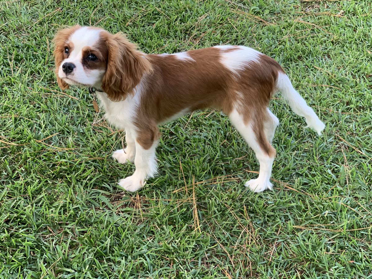 Cloverfield’s Run For The Roses | Cavalier King Charles Spaniel 