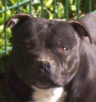 vicky de l'escane crabe | Staffordshire Bull Terrier 