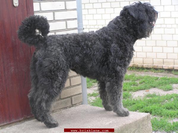 Grey Tetis Alfa Avrora | Bouvier des Flandres 