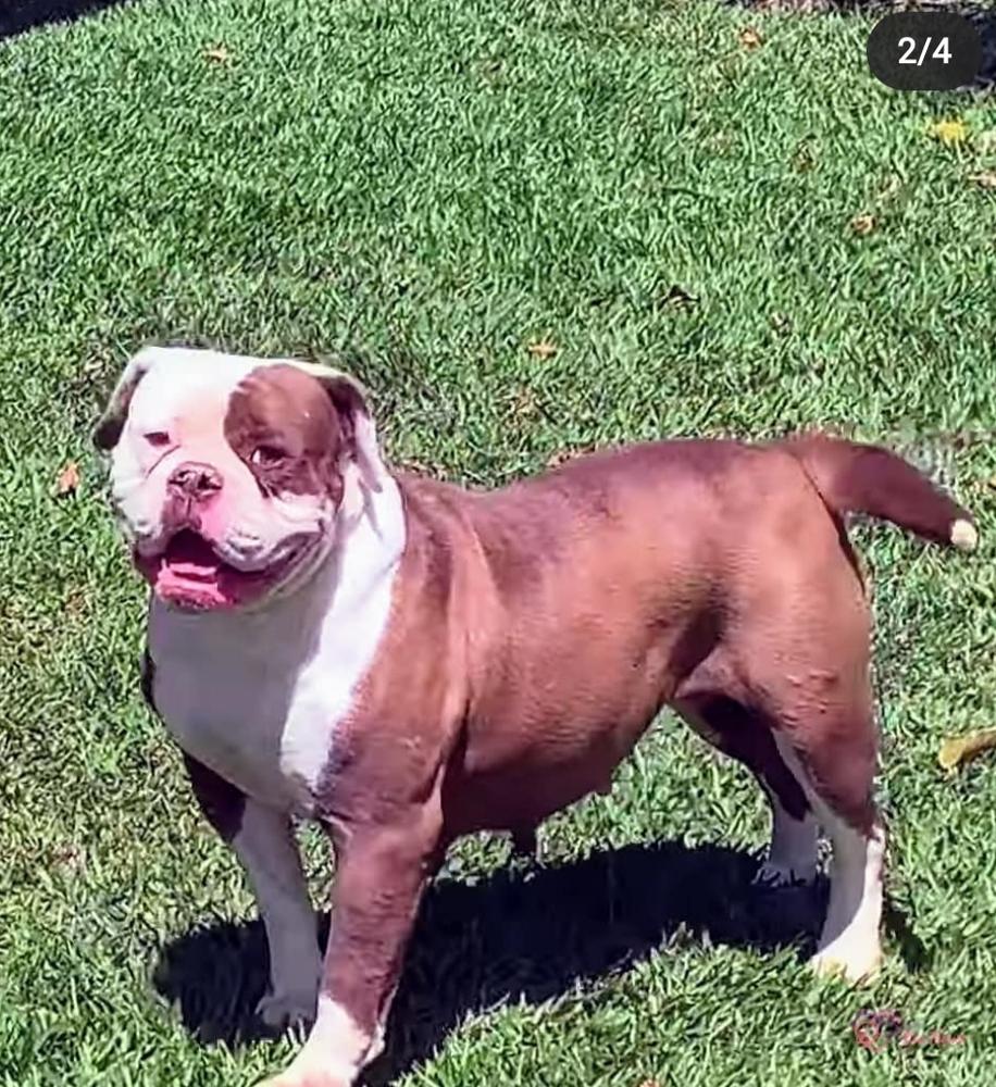 SUNSHINEBULLS´ NUTELLA | Olde English Bulldogge 