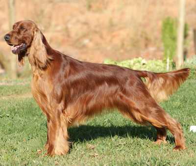 Chasse Lennon | Irish Setter 