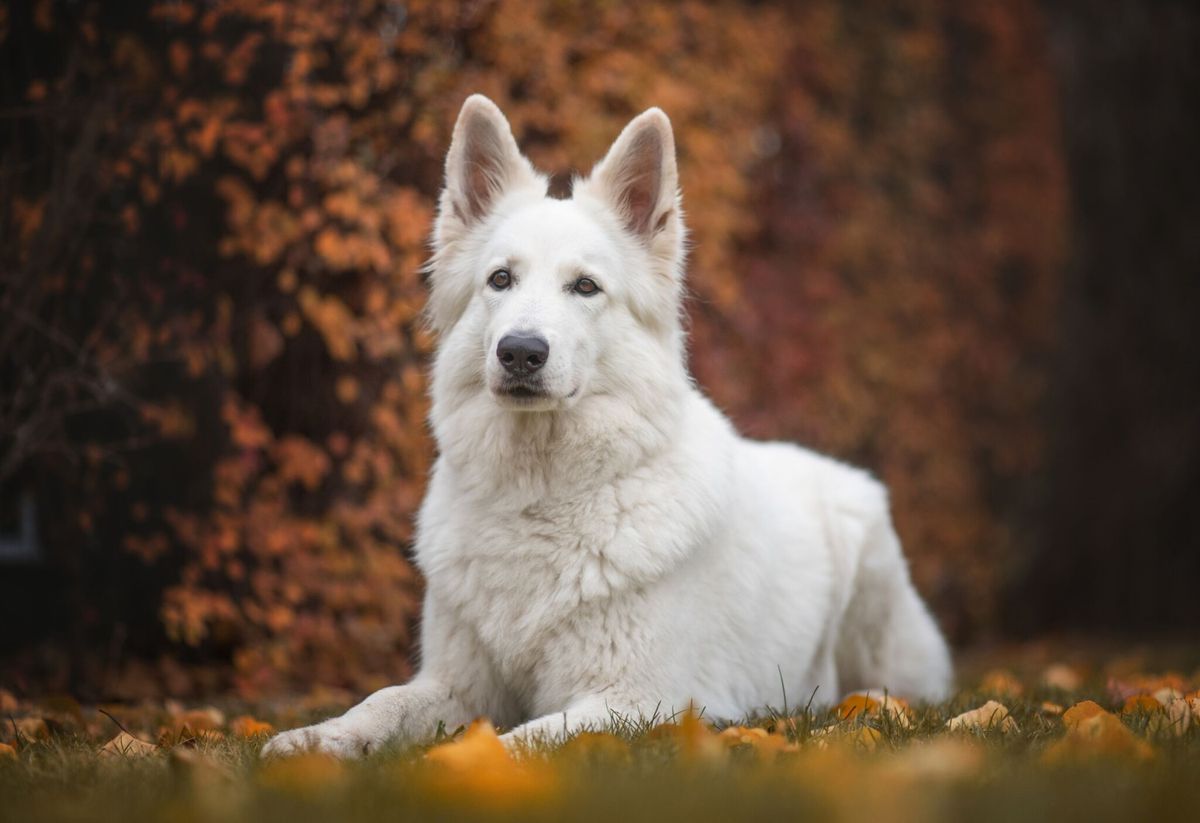 Belana Kira from the white pearl | White Swiss Shepherd Dog 