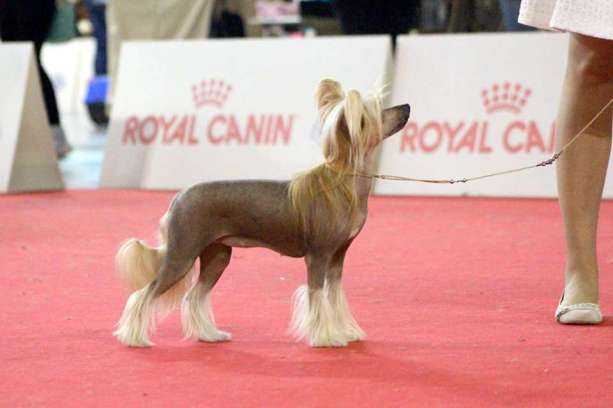 Triss Rosa Thea FCI | Chinese Crested 