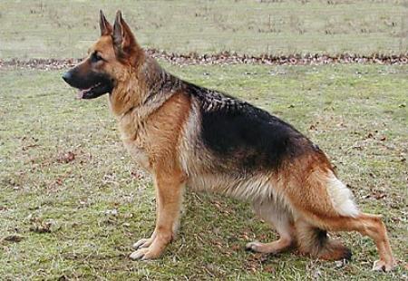 Yana von Dironca | German Shepherd Dog 