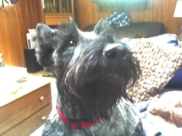 Aprilfool Rude Argyll Attitude | Scottish Terrier 