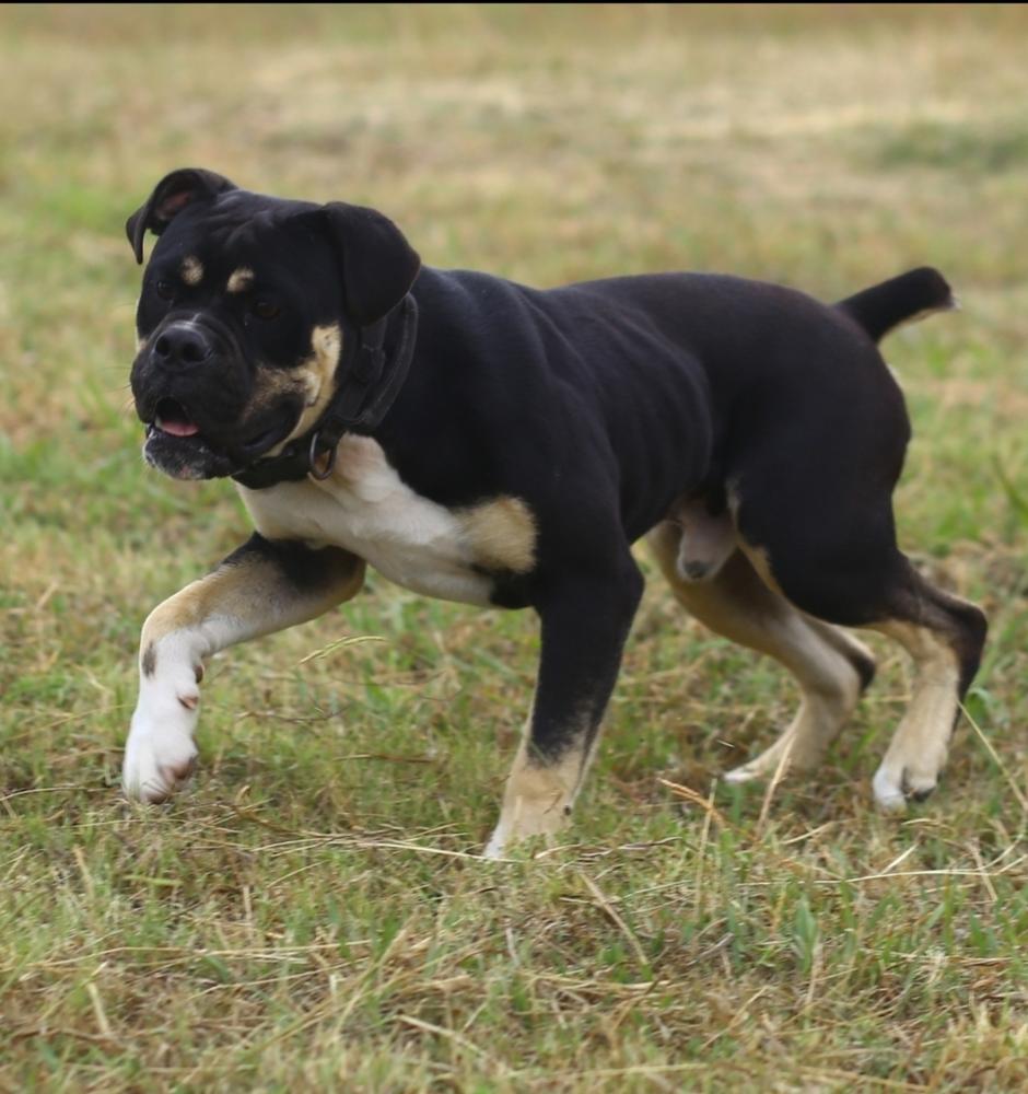 Cannon's Brembo | Olde English Bulldogge 