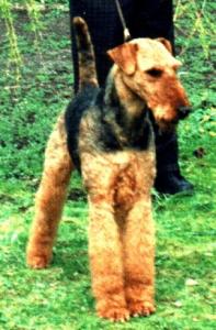 Marty Terno | Airedale Terrier 