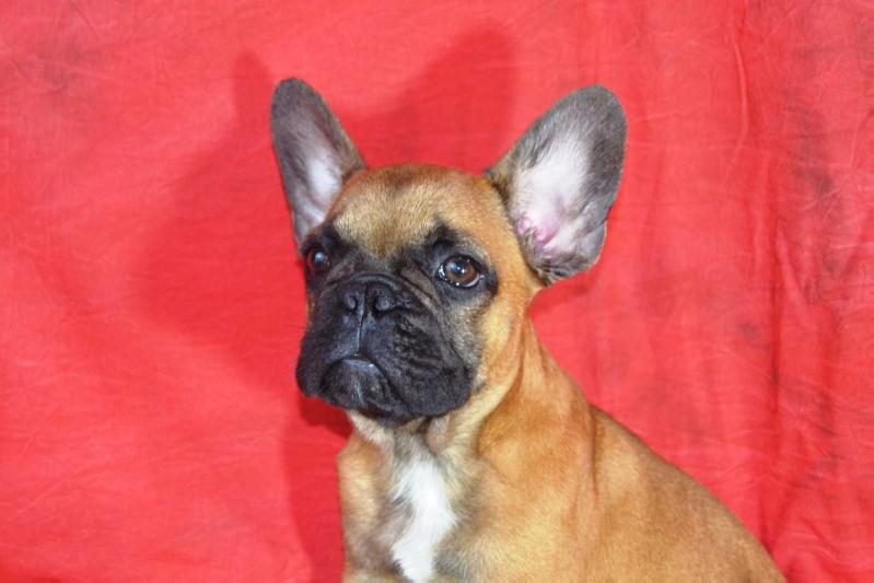 Maxitrend's Goofy | French Bulldog 