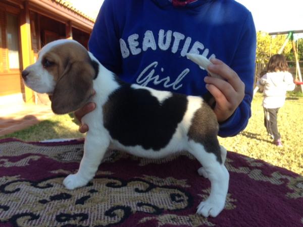 Keisy del parrite | Beagle 