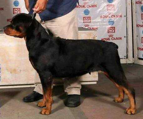 DARK PAT (MAYORGA) | Rottweiler 