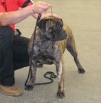 IZABELLA Ha-Szani Vendy | Bullmastiff 