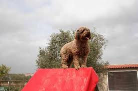 Isla de Anarres | Spanish Water Dog 