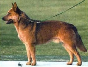 Kombinalong Stryk Super | Australian Cattle Dog 