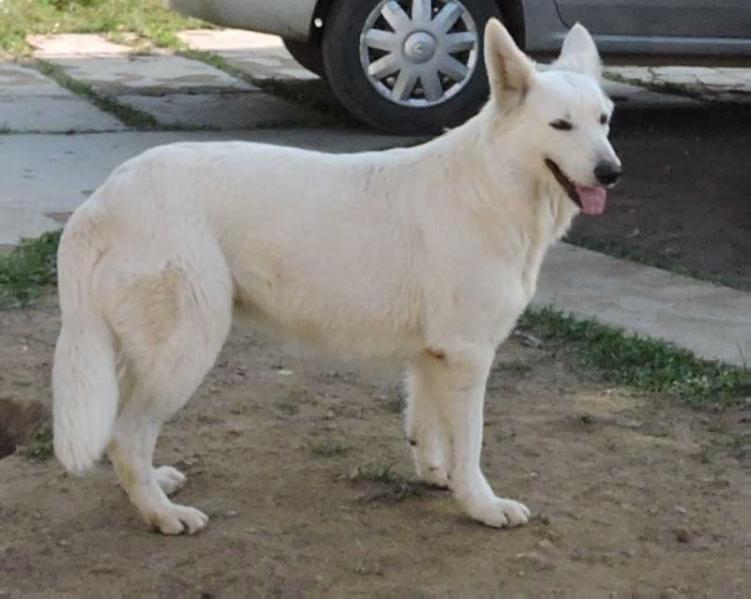 Giovanna Scatle | White Swiss Shepherd Dog 