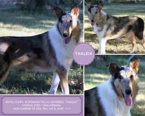 Royal Star's Blooming Tru-vu Goddess | Smooth Collie 