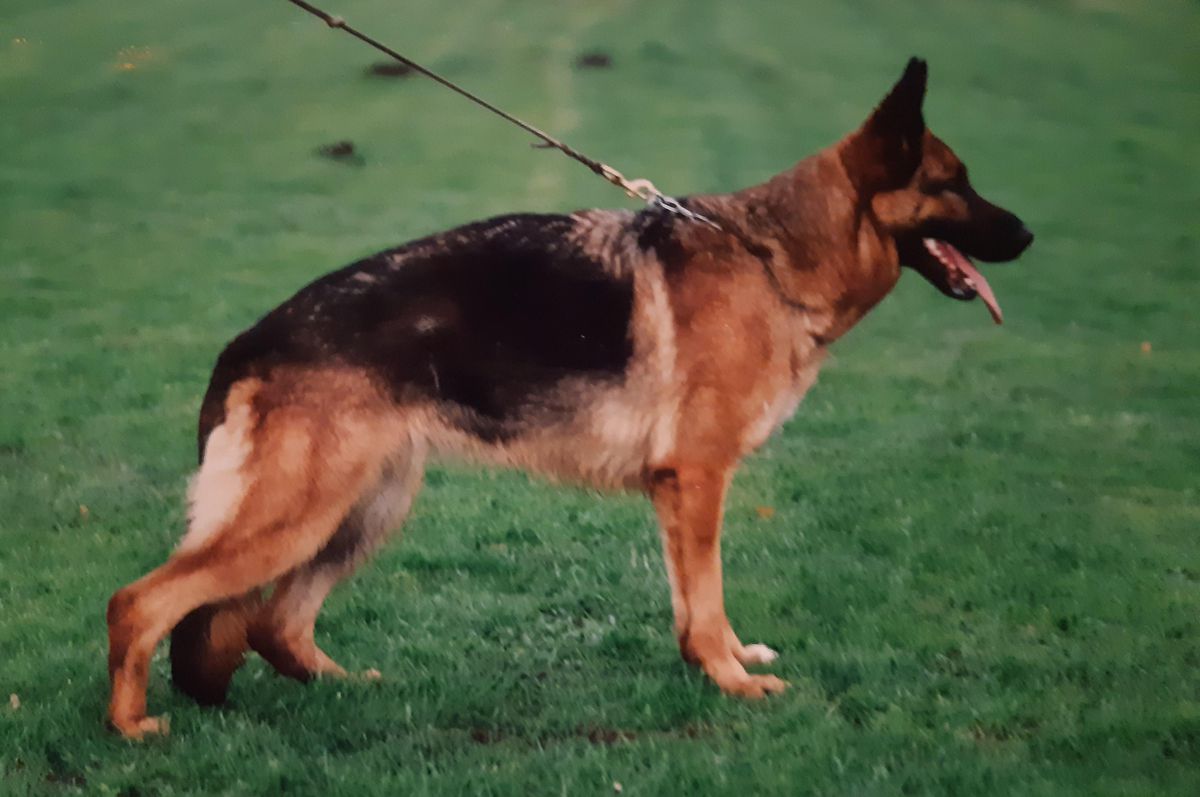 Alderslyst Petit Fleur | German Shepherd Dog 