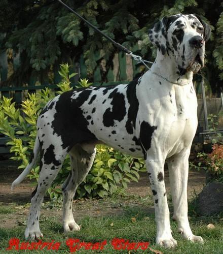 OREGON-A DEI MONTI DEL KERATON | Great Dane 