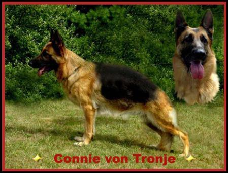 Connie von Tronje | German Shepherd Dog 