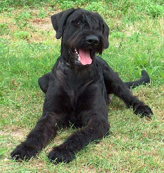 Jupiter vom Nordexpress | Giant Schnauzer 