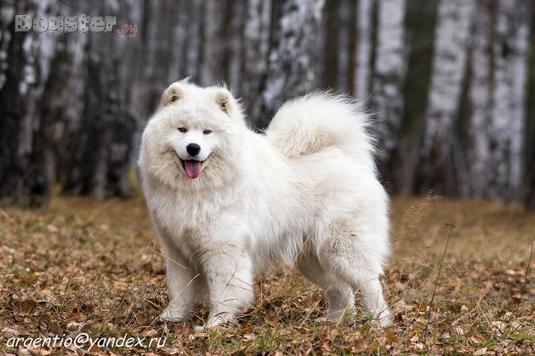 Belyi Volk Malahit Snezhnogo Rifeya | Samoyed 