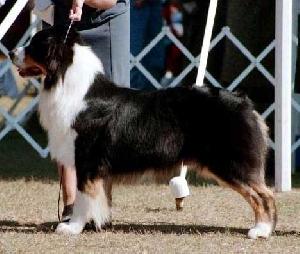 Solitaire Ragtime Rendition | Australian Shepherd 